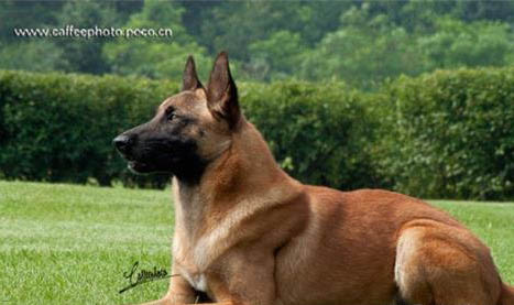 馬里努阿犬流眼淚眼屎多的原因及處理方法