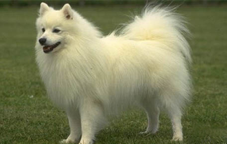 銀狐犬能活多久啊