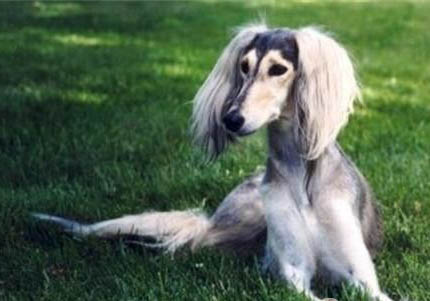 愛爾蘭水獵犬胰腺炎癥狀頻繁喝水