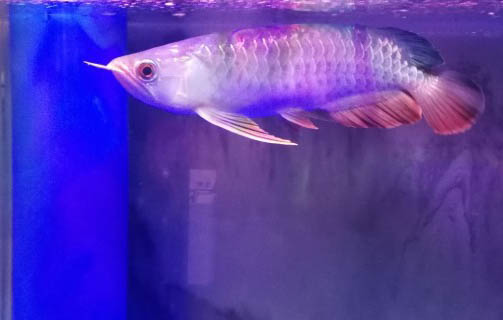 銀龍魚多久喂一次?