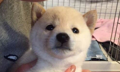 狗狗多久來一次月經