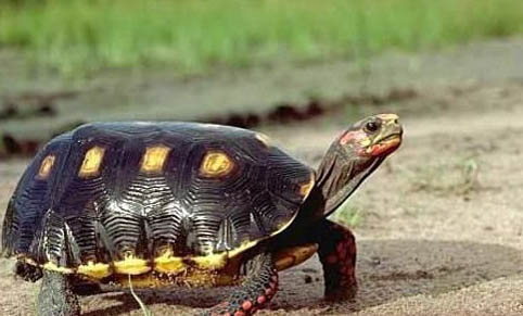 豹紋陸龜多少錢