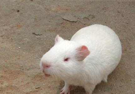 天竺鼠好養么？