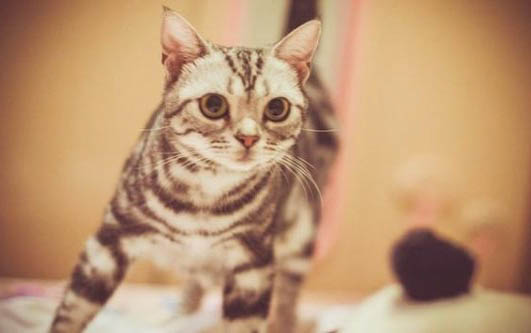 小貓流黃鼻涕打噴嚏怎么辦