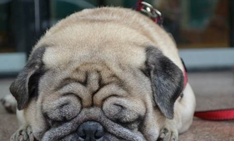 養純種巴哥犬有什么好處