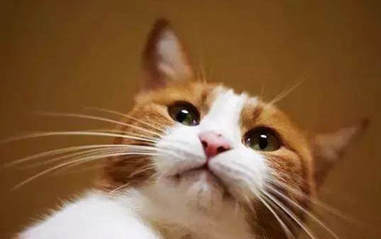 一個月大貓咪吃什么