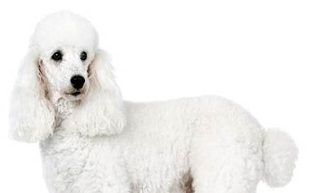 貴婦犬的壽命有多長？