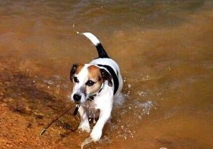 杰克羅素梗的性格外貌特征