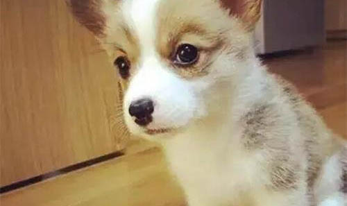 小狗狗得了犬瘟能活多久