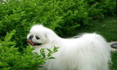 京巴犬臨死癥狀有哪些