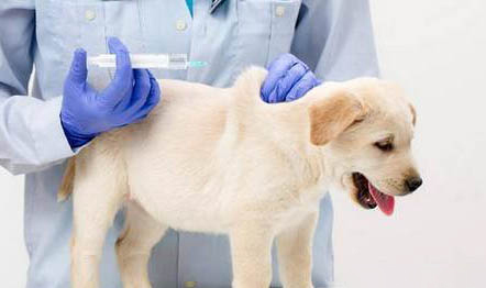 狗狗的犬瘟早期到中期要多長時間？