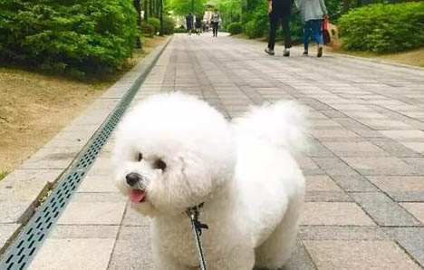 比熊犬美容多少錢