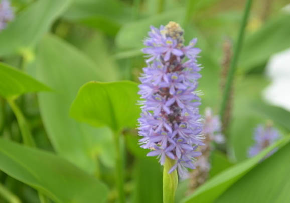 新買的地圖魚多久喂食好