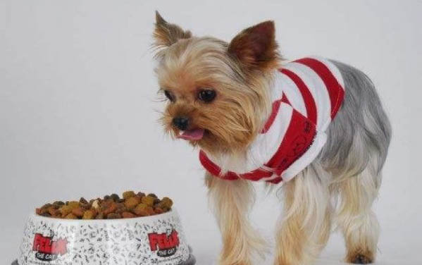 如何訓練狗趴下