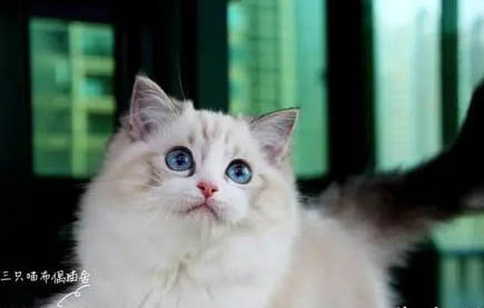 布偶貓爆毛和不爆毛區別