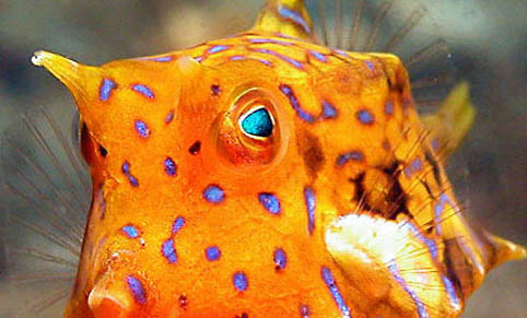 鱷魚有哪些種類