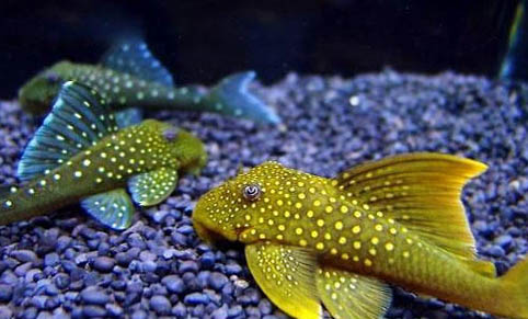 怎樣能讓清道夫不吸魚