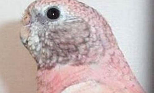 鸚鵡冬天怎么洗澡