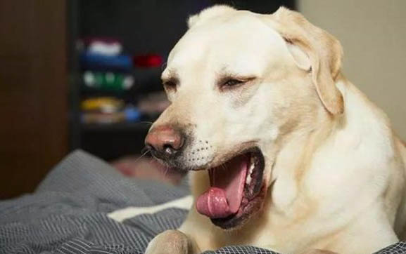 狗狗身上長癬怎么處理