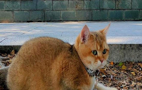 金漸層幾個月大可以確定毛色