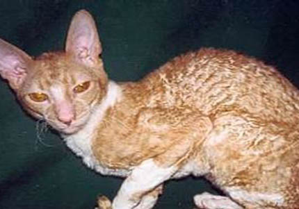德文卷毛貓飼養方法有哪些