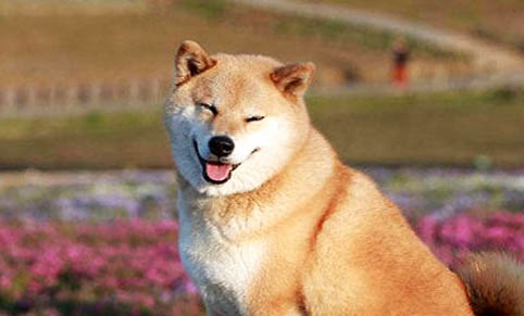 柴犬和哈士奇哪個好養(yǎng)