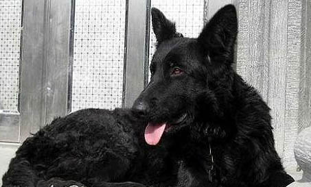 德國牧羊犬哪里有賣