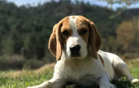 比格犬成年體型多大
