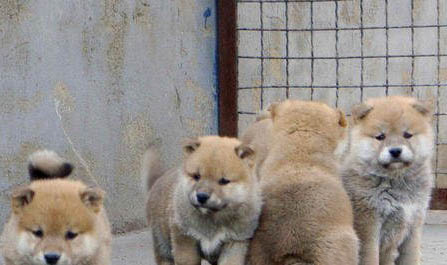 小犬多大可以驅蟲