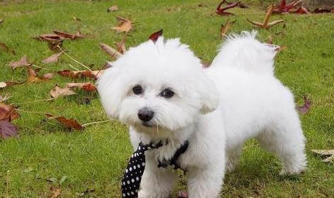 比熊犬淚痕的產(chǎn)生原因及處理方法?