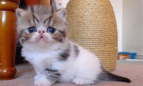 短毛大型犬有哪些