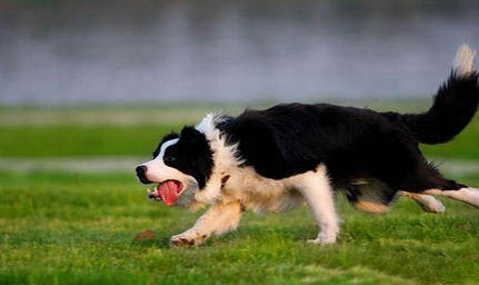 英國古代牧羊犬價格？古牧飼養注意事項有哪些？