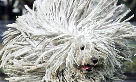 可蒙犬生產(chǎn)后惡露多久排干凈