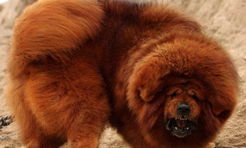 藏獒性格怎么樣?