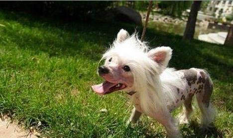 冠毛犬狗狗為什么沒(méi)人養(yǎng)