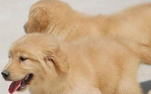 金毛犬得了犬瘟能活多久？