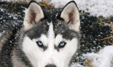 一個月的狗狗得了肺炎還能活多久?