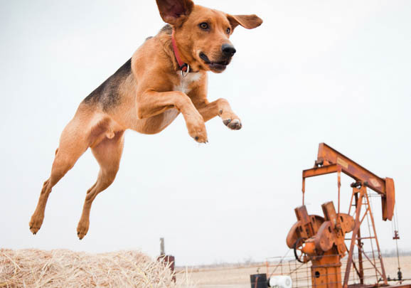 英國獵狐犬流眼淚眼屎多的原因及處理方法