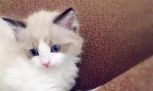 如何防止貓貓被蚊子咬