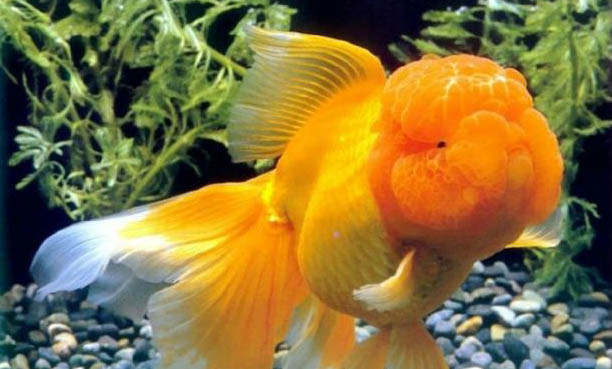 釣魚早上釣深水好還是淺水好