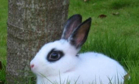 肉兔子可以吃嗎