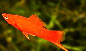 蝴蝶熱帶魚怎么樣