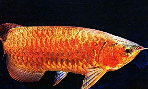 小火龍魚會咬人嗎