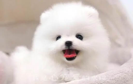 哪里有賣茶杯犬的什么價錢