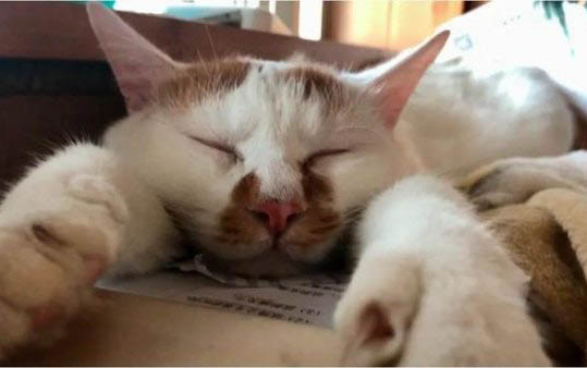 小貓不讓摸一直咬手怎么辦