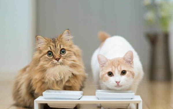 小貓咪感冒了怎么辦才好得快