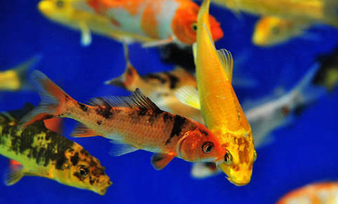 魚(yú)身上變黑是為什么