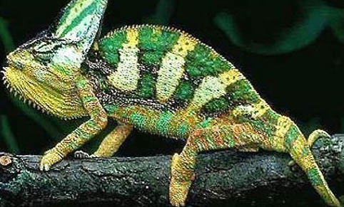 變色樹蜥多少錢一只