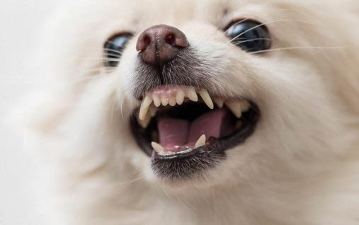 狗狗體外驅蟲多久一次?