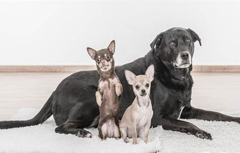 小鹿犬掉毛有白色皮屑